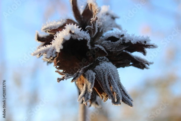 Obraz Gefrorene Haselnuss