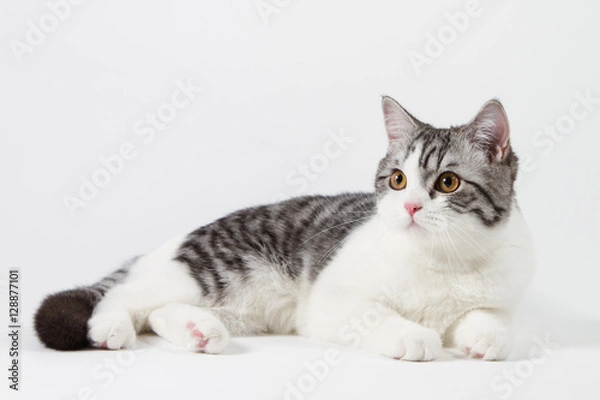 Fototapeta Scottish Straight cat bi-color, spotted, sitting against white background, 6 months old.