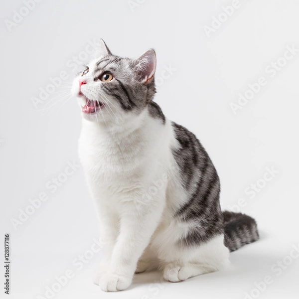 Fototapeta Scottish Straight cat bi-color, spotted, sitting against white background, 6 months old. 