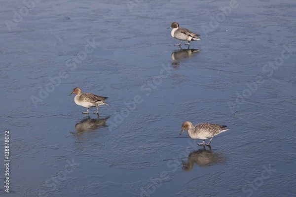 Fototapeta 氷上の三羽の鴨