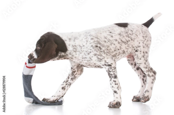 Obraz puppy chewing on socks