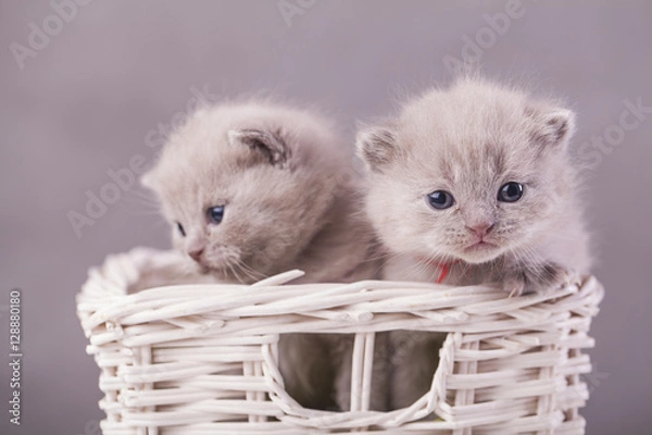 Obraz kotki w koszyku 