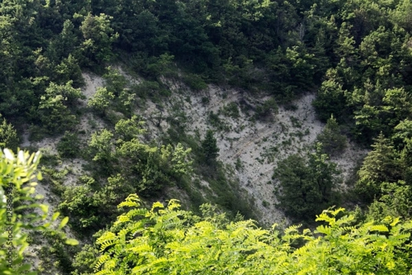 Fototapeta Summer. Nature. Fir trees in the mountains of Gelendzhik, Russia