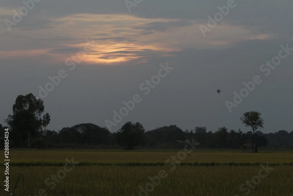 Fototapeta A sunset seen in the sky over a rice field in Nakhon Sawan province, north of Bangkok on February 23, 2025..