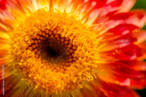 Obraz Red Strawflower #1