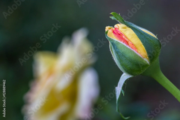 Obraz Peach Rose Bud #1