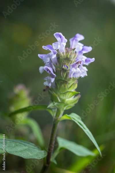 Obraz Self Heal #2
