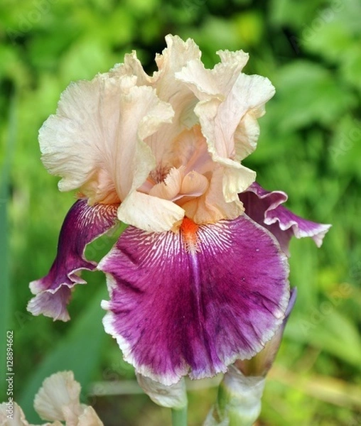 Obraz iris flower