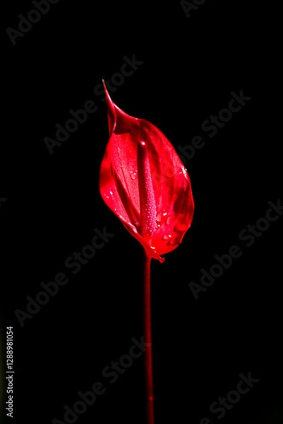 Fototapeta Generated Close-up of a red anthurium flower with water droplets on its surface, set against a dramatic black background. The lighting highlights the delicate texture and glossy sheen of the petals.