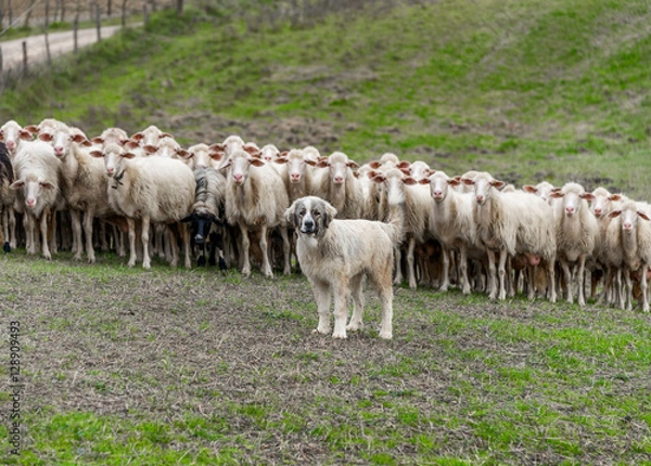 Fototapeta Shepherd dog guarding the sheep flock