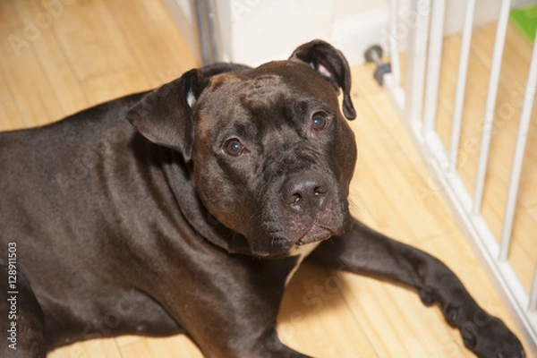 Obraz Buck The Pit-bull 