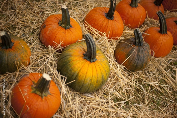 Obraz Pumpkins in Straw