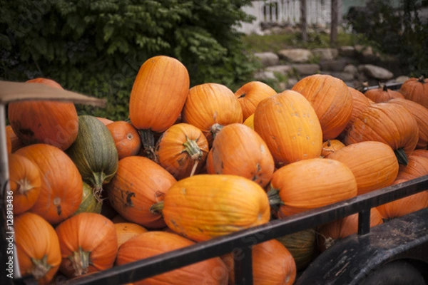 Fototapeta Pumpkin Pile