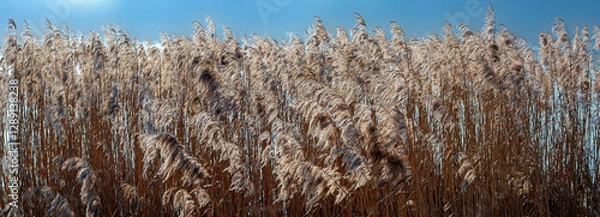 Obraz Panorama of reed plants along the river Danube in sunlight in winter, Austria
