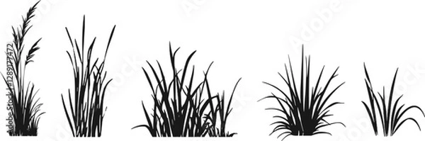 Fototapeta Silhouette of cattails and reeds. Wild grass on the river bank. Swamp coastal plants.