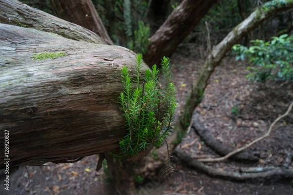 Obraz Wood Forest Tree Path Fog Plants Leaves