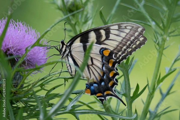 Obraz Butterfly 2021-9 / Tiger Swallowtail (Papilio glaucus)