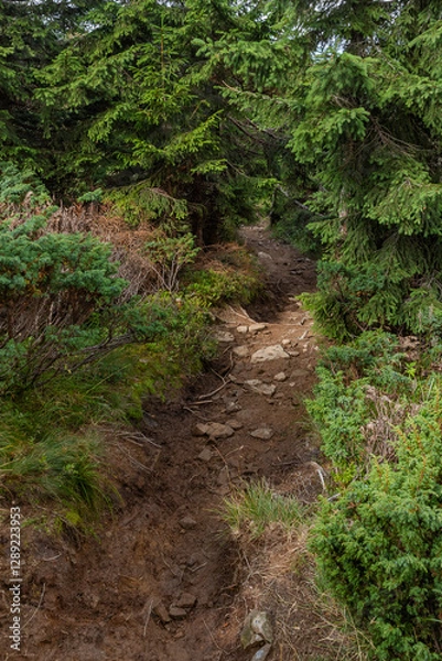 Obraz Trail among alpine pine bushes in the Carpathian Mountains in summer