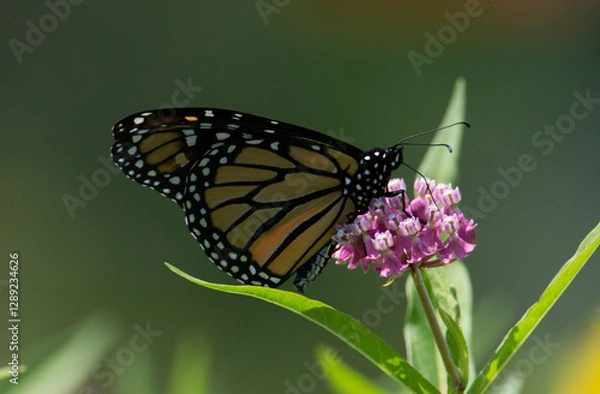 Obraz Butterfly 2021-12 / Monarch butterfly (Danaus plexippus)