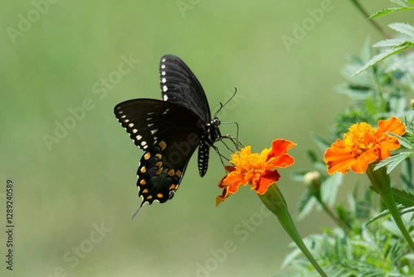 Obraz Butterfly 2021-13 / Spicebush Swallowtail (Papilio Troilus)