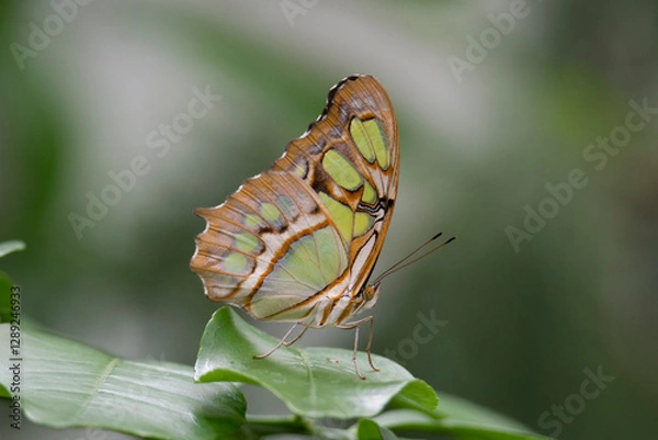 Obraz Butterfly 2021-15 / Malachite Butterfly (Siproeta stelenes)