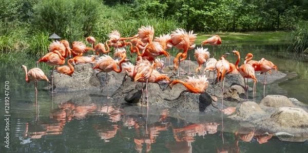 Fototapeta Flamingos