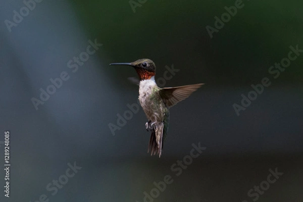 Obraz Hummingbird 2021-5 / Ruby-throated Hummingbird
Archilochus colubris