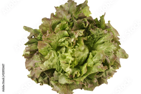 Obraz salade batavia
