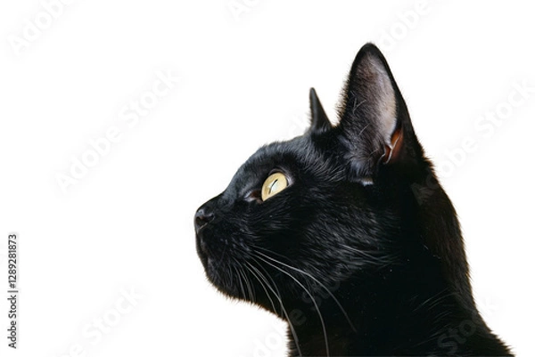 Obraz Isolated Profile of Black Cat
