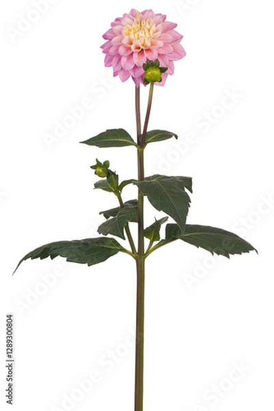 Obraz dahlia flower isolated