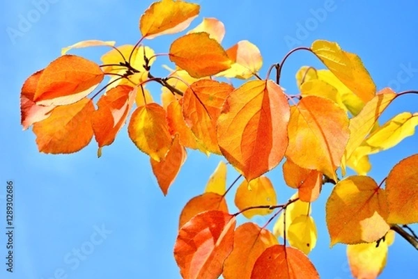 Fototapeta The fall of colorful leaves. Autumn leaves, apricot leaves close up on a tree. Nature, color and colorful landscape of leaves on a tree in autumn.