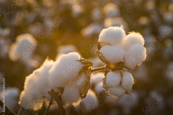 Fototapeta Cotton field background ready for harvest under a golden sunset macro close ups of plants 
