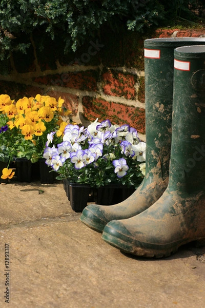 Obraz Boots and Pansies