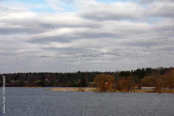 Obraz Early spring. Over a reservoir the big pack of geese flies by. The distant coast with the village and the forest is visible. The sky with clouds very beautiful.