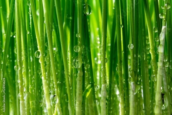 Obraz grass spikes with water drops