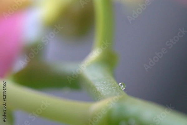 Fototapeta drop of water on a green branch
