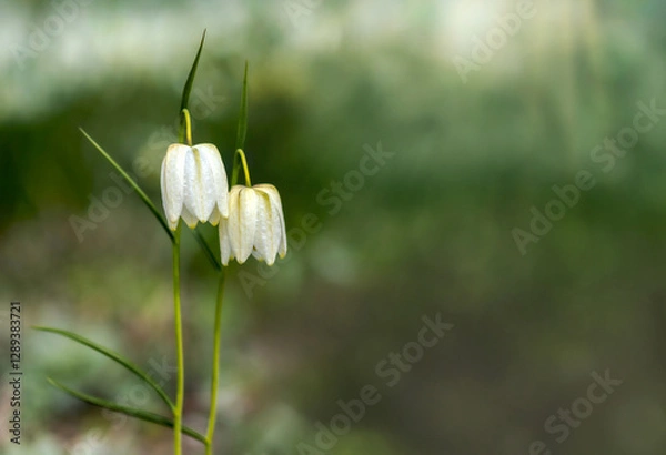 Obraz Spring blooming flowers on a green background. Spring.  Blossom. Calmness.