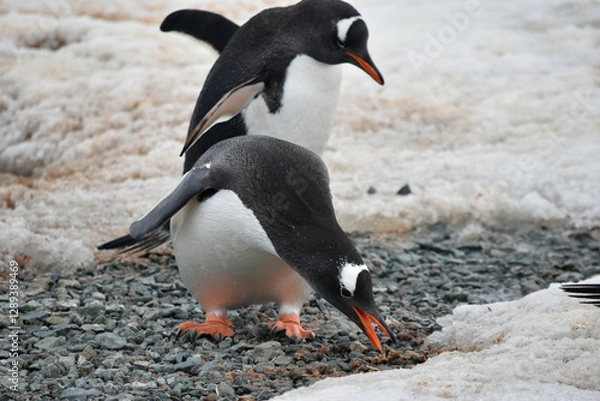 Obraz A Gentoo penguin  stretches for a morsel of food on a rocky beach in Antarctica.