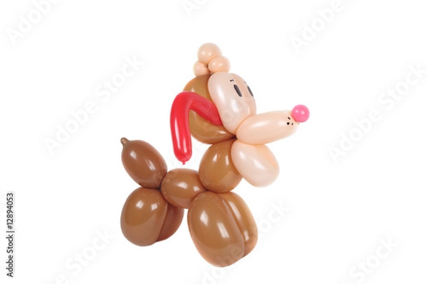 Fototapeta balloon dog  on white back drop side view