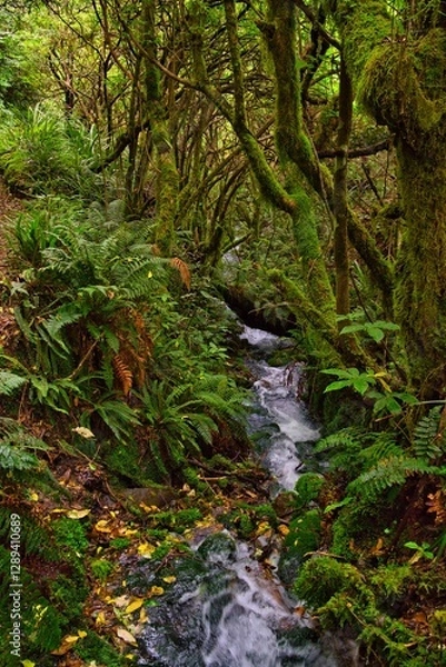 Obraz Streams in Taranaki National Park