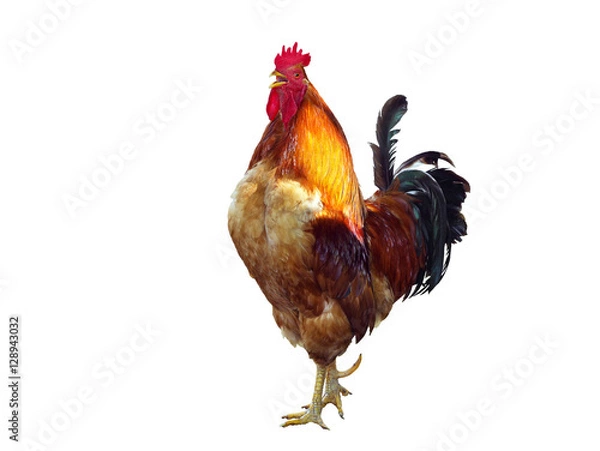 Fototapeta The Singing rooster