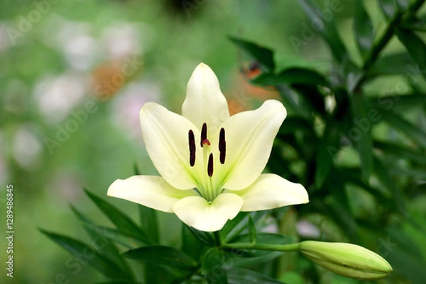 Obraz A single pale ivory Thunberg lily blooming in the field