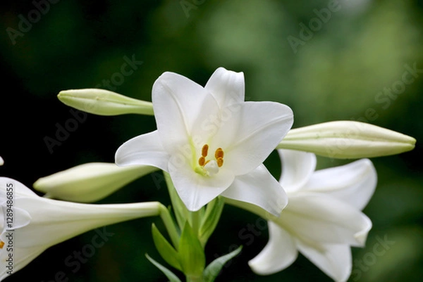 Obraz White Easter lily blooming in the field