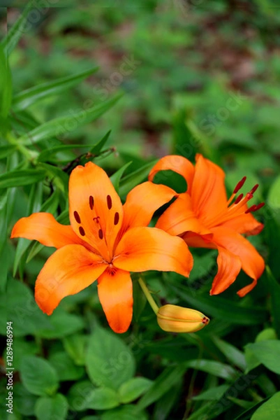 Obraz Orange Thunberg lily blooming in the field