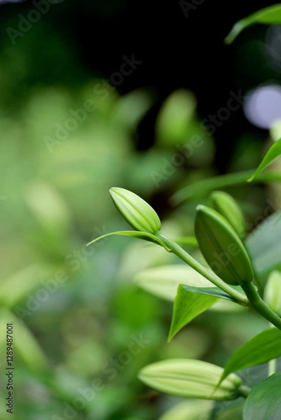 Obraz A beautiful Thunberg Lily bud with a vibrant green color and elegant shape
