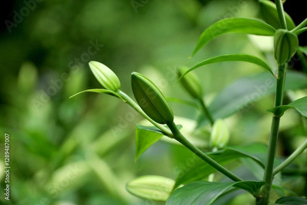 Obraz A beautiful Thunberg Lily bud with a vibrant green color and elegant shape