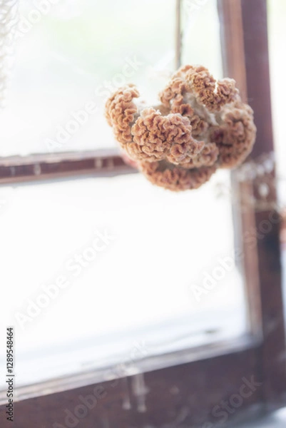 Fototapeta Dried flowers decoration, simple decor, interior design element