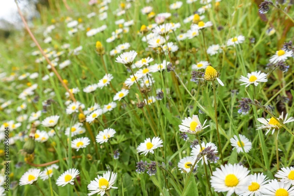 Obraz daisies in a field