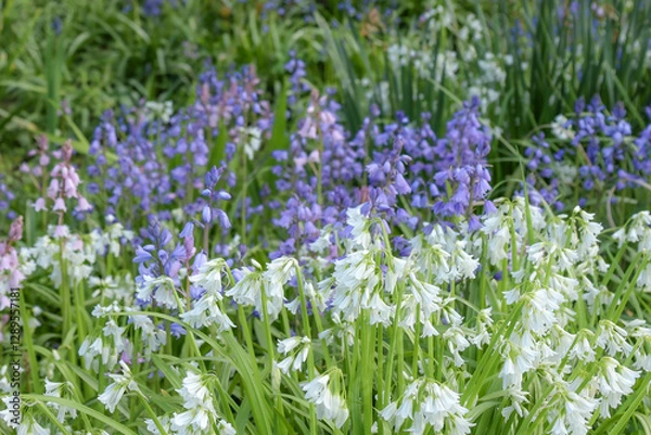 Obraz The first spring flowers in the park