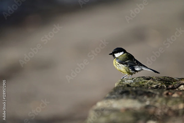 Obraz great tit